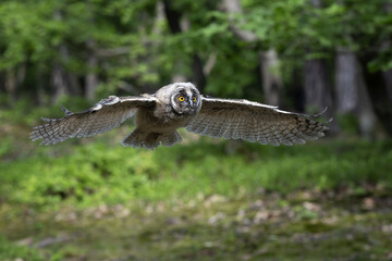 Eared eared owl flies in the woods among the trees.