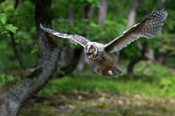 Eared eared owl flies in the woods among the trees.