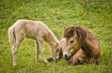 Naklejka na ściany i meble A light brown mare and its newborn white foal are grooming treasured and providently together