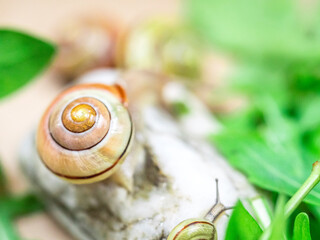 Colored snails in spring