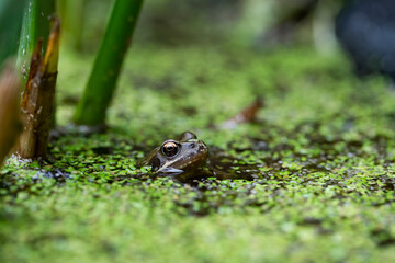 Common frog sticking head out of garden pond.