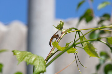 A dragonfly sits on young branches of grapes. In the background, the roof of the building and the blue sky, the background is blurred