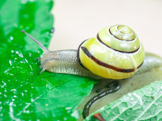 Colored snails in spring