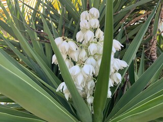 yucca in bloom