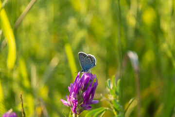 A small gray-blue butterfly sits on a pink clover flower. In the background green grass, the background is blurred