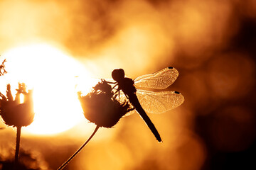 Dark silhouette of a dragonfly on a yellow bright blurred background