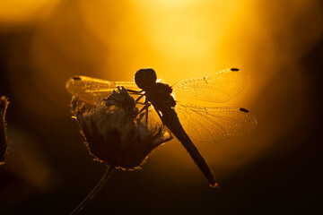 Dark silhouette of a dragonfly on a yellow blurred background