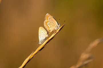 Two small butterflies are mating. They sit on dry grass. The background is blurred