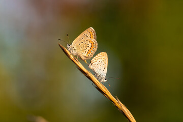 wo small butterflies are mating. They sit on dry grass. The background is blurred