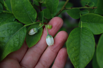 Flowers and leaves of blueberries on the hand.