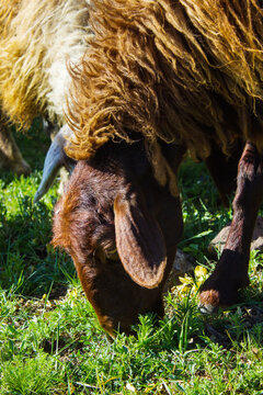 Red Sheep Eating Grass