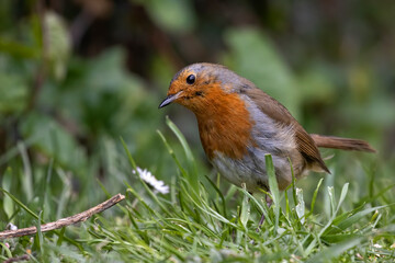Robin bird in the grass in the garden with out of focus background.
