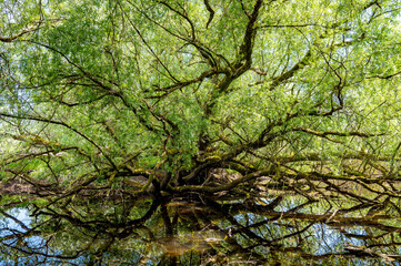 Weidenbaum am Gewässer Naturschutzgebiet