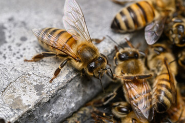 Wildbienen