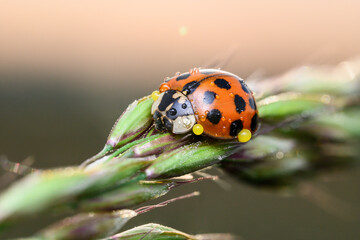 Marienkäfer auf Getreide mit Morgentau