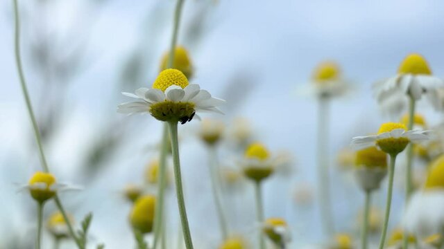 Chamomile flowers field close up with sun flares on the blue sky background