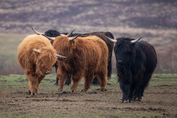 Young highland cattle cows playing and running in a field with out of focus background.