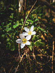 flowers in the garden