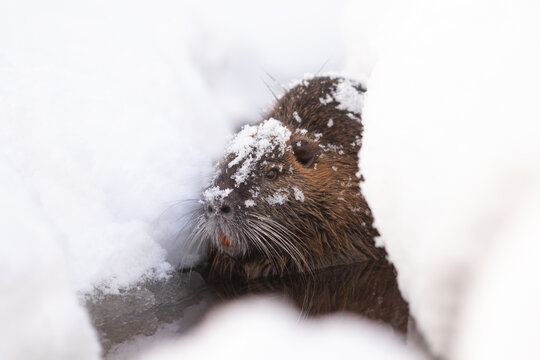 Nutria im Schnee 