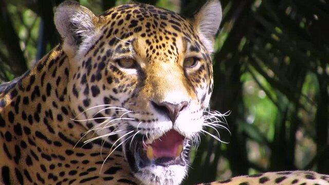 A male jaguar lazily resting and licking his paws occasionally looks into the camera.  Panthera onca.