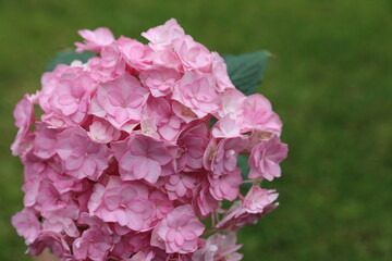 pink hortensia, pink flower, garden flowers