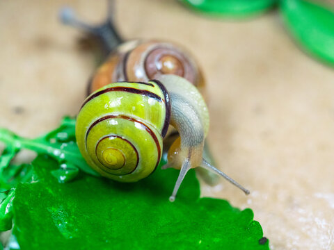 Colored snails in spring