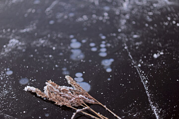 grass ice landscape dried flower winter