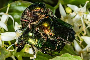 Mating beetles. Rose Chafer (Lat. Cetonia aurata). Green-golden beetle on a flower