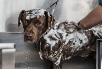 Perro en la ba&ntilde;era peluquer&iacute;a canina