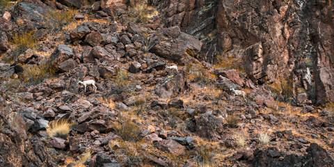 Fototapeta premium Big Horn Sheep LMNRA 03