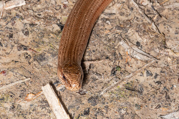 The slow worm (Anguis fragilis). An adult slow worm from Serbian nature reserve.