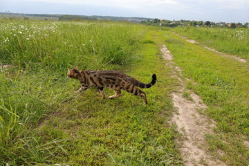 Fototapeta na wymiar Bengal cat walks in nature in the park in the green grass on a warm sunny day
