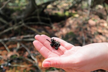 Close-up on the open palm of a woman lies a small twig