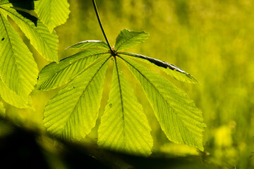 green chestnut leaves against the backdrop of green nature © Paulina