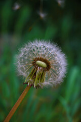 Fototapeta premium Fluffy dandelion on a dark green background with flying seeds.