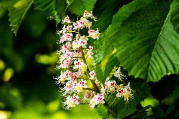 white chestnut flowers among green leaves
