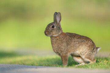 Wildkaninchen