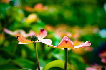 flower in the garden