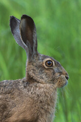 Hase 