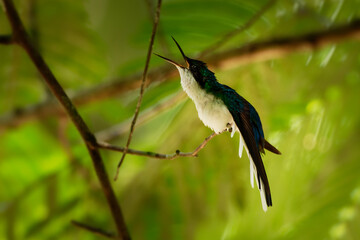 Purple-crowned fairy Heliothryx barroti large hummingbird that breeds in the lowlands and hills from southeastern Mexico south to Ecuador, sitting on the green tree in Costa Rica, opened beak