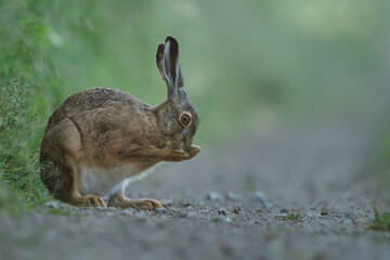 Hase 