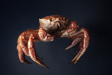 Cast-iron pan with boiled horsehair crab, flatlay over dark brown stone background, studio shot