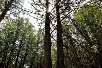 Fototapeta premium In the forest, the rays of the sun break through the green branches and leaves of trees.