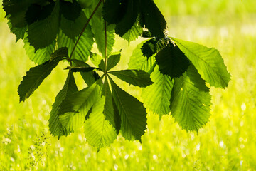 green chestnut leaves against the backdrop of green nature