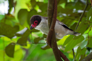 Masked tityra - Tityra semifasciata medium-sized passerine black and white bird with the red beak and eye, tyrant flycatcher family,  in Tityridae, green background, bird in the green bush