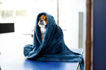 Perro con toalla peluquer&iacute;a canina