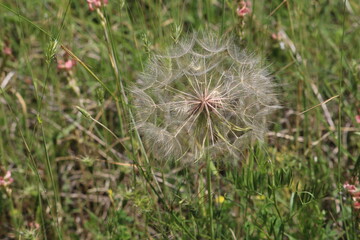 Dandelion