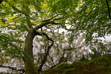 Fototapeta premium lush green forest with old tree hanging over a calm pond with reflections