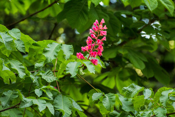 pink chestnut flowers among green leaves