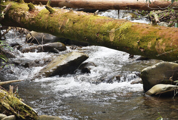Log over Stream Rapids